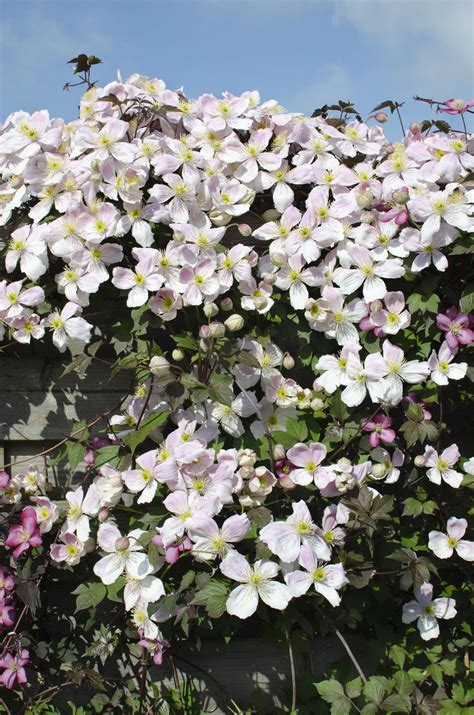 clematis snoeien